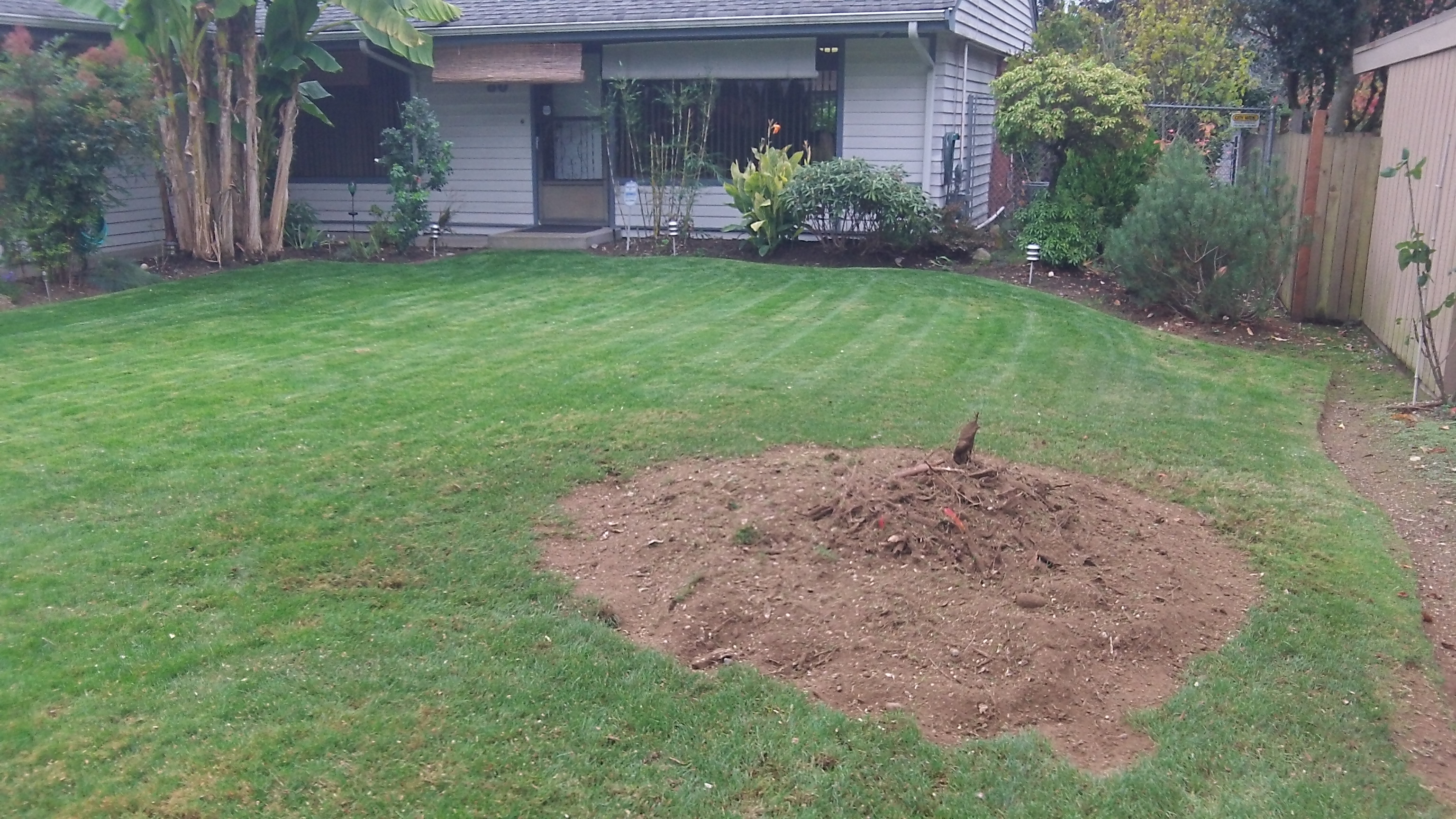 stump grinding finished job