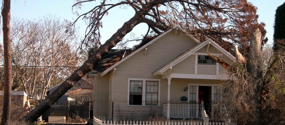 Tree needing removal from house