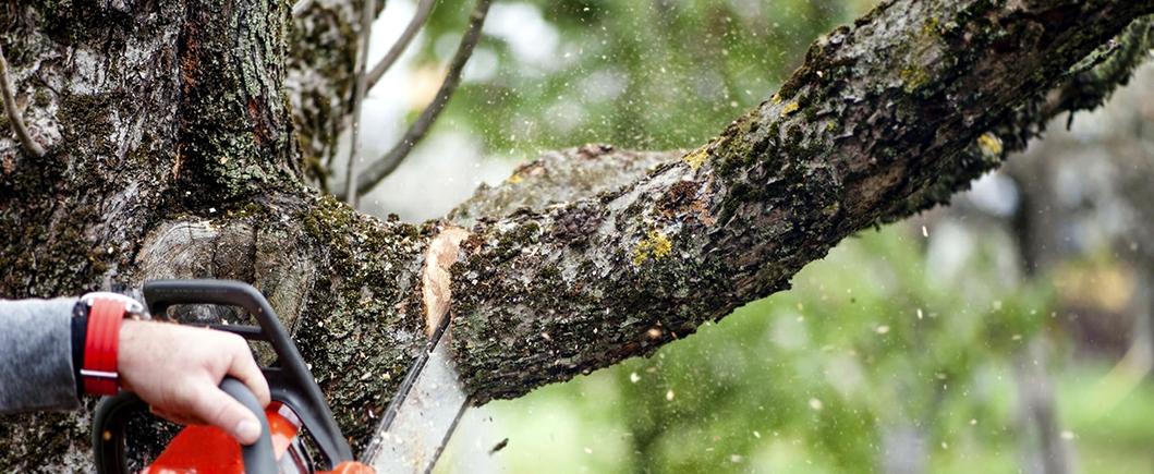 Tree needing removal from house