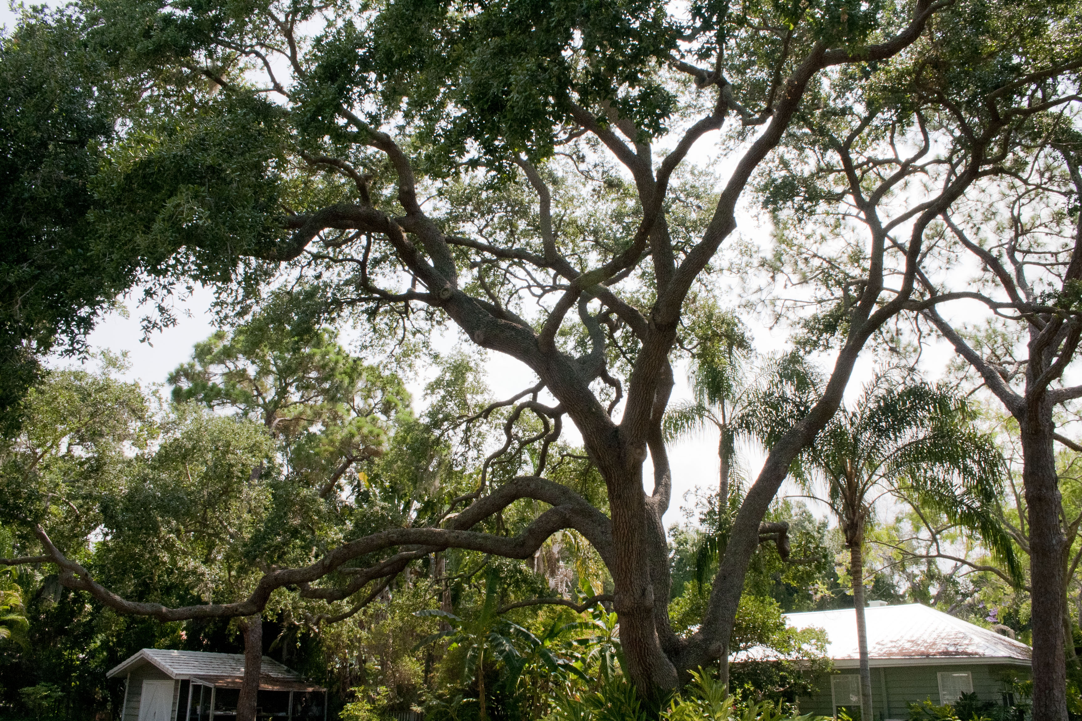 Tree needing removal from house